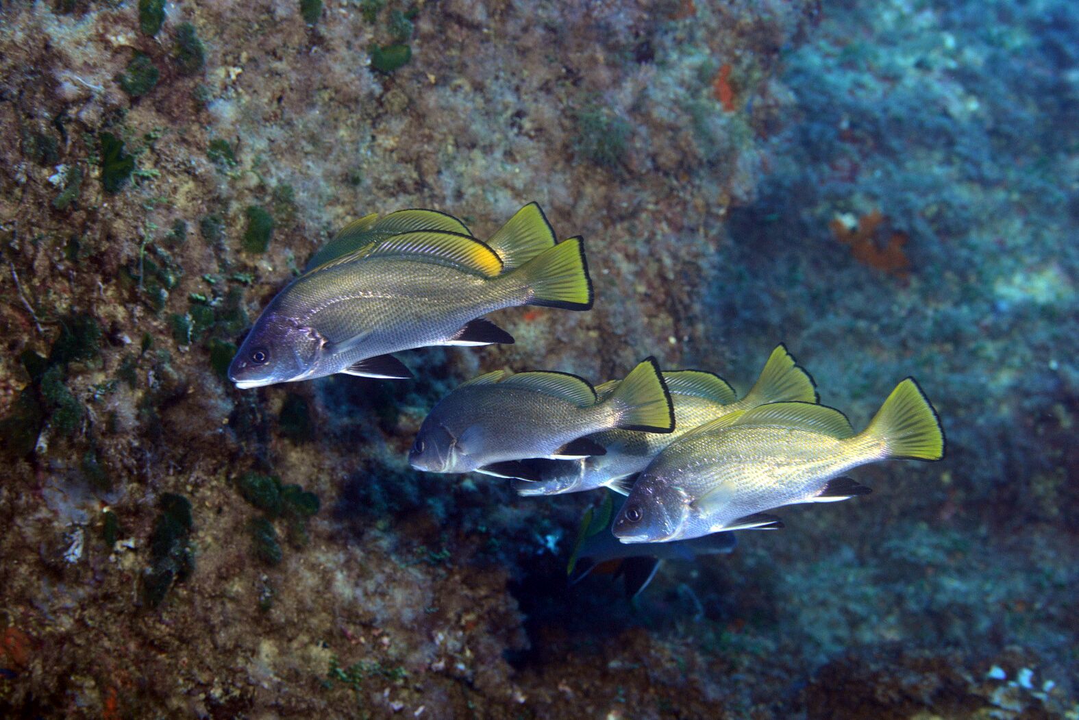 XXVI Campeonato de Espa&ntilde;a de Fotograf&iacute;a Submarina NAFOSUB &ndash; 2014